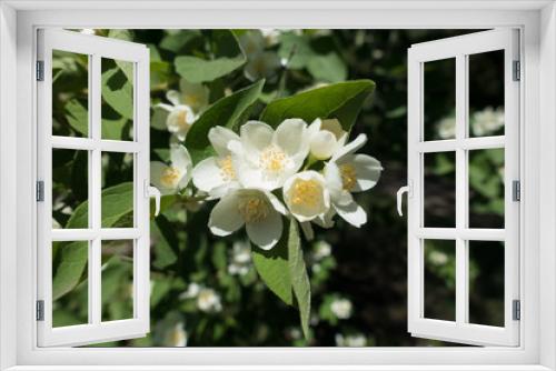 Fototapeta Naklejka Na Ścianę Okno 3D - Close view of white flowers of Philadelphus coronarius