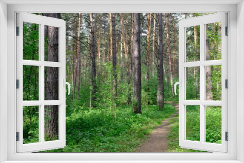 Fototapeta Naklejka Na Ścianę Okno 3D - Siberian deciduous forest in summer