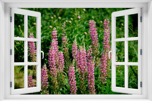 Fototapeta Naklejka Na Ścianę Okno 3D - beautiful Siberian garden flowers