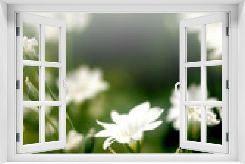 Fototapeta Naklejka Na Ścianę Okno 3D - tiny white ground covered flowers