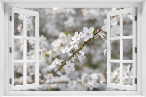 Fototapeta Naklejka Na Ścianę Okno 3D - Frühlingsblüten am Baum