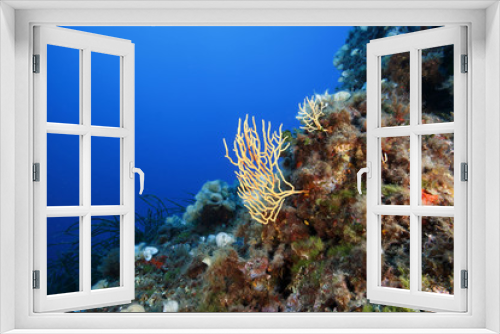 Fototapeta Naklejka Na Ścianę Okno 3D - gorgonia gialla mediterraneo acquario