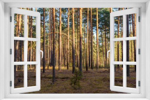 Fototapeta Naklejka Na Ścianę Okno 3D - Forest thicket, pine trees in the forest. Ryazan region Russia