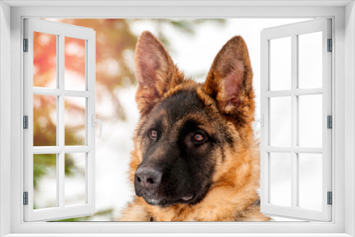 Fototapeta Naklejka Na Ścianę Okno 3D - Portrait of a german shepherd puppy dog at winter