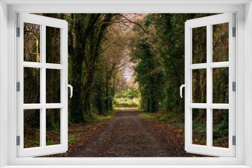 Fototapeta Naklejka Na Ścianę Okno 3D - Irish Woodlands