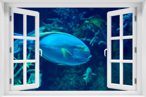 Fototapeta Naklejka Na Ścianę Okno 3D - exotic sea fish Oceanarium