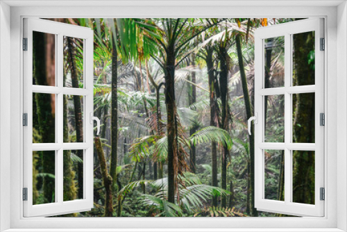 Fototapeta Naklejka Na Ścianę Okno 3D - El Yunque National Forest in Puerto Rico 