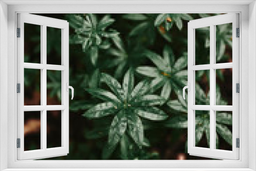 Fototapeta Naklejka Na Ścianę Okno 3D - forest plants