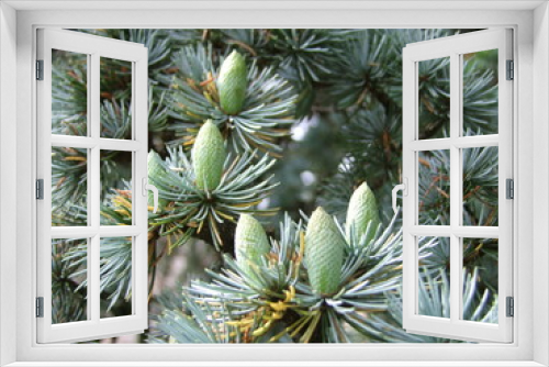 Fototapeta Naklejka Na Ścianę Okno 3D - Plante