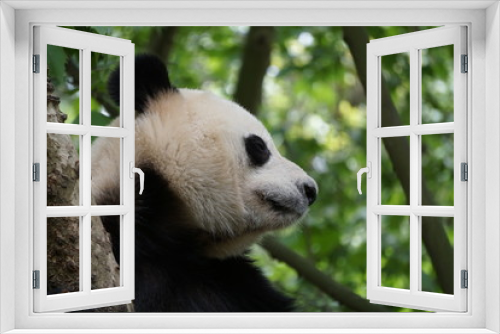 Fototapeta Naklejka Na Ścianę Okno 3D - Panda in the Tree