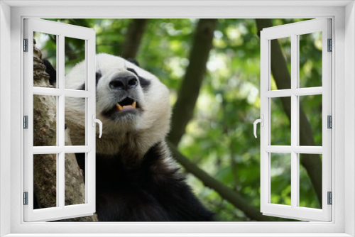 Fototapeta Naklejka Na Ścianę Okno 3D - Panda in the Tree