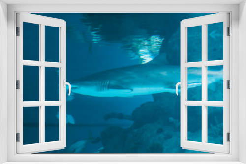 Fototapeta Naklejka Na Ścianę Okno 3D - great white shark in an aquarium