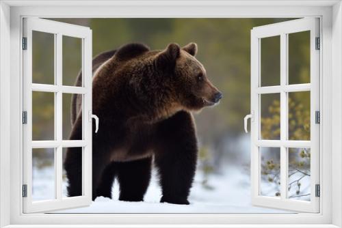 Fototapeta Naklejka Na Ścianę Okno 3D - Brown bear in winter fur on snow. Bear in a powerful posture.