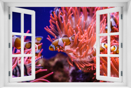 Fototapeta Naklejka Na Ścianę Okno 3D - Tropical ocean underwater with corals and fish. Underwater landscape
