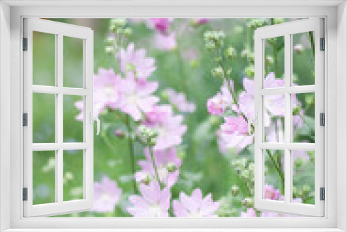 Fototapeta Naklejka Na Ścianę Okno 3D - Summer bright, beautiful delicate fresh flowers in the flowerbed