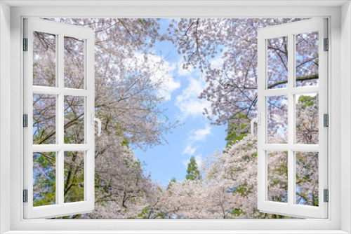Fototapeta Naklejka Na Ścianę Okno 3D - 桜と空