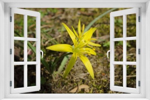 Fototapeta Naklejka Na Ścianę Okno 3D - Złoć łąkowa