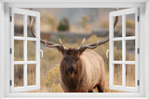 Fototapeta Naklejka Na Ścianę Okno 3D - Male bull Elk in Yellowstone National park, Wyoming USA