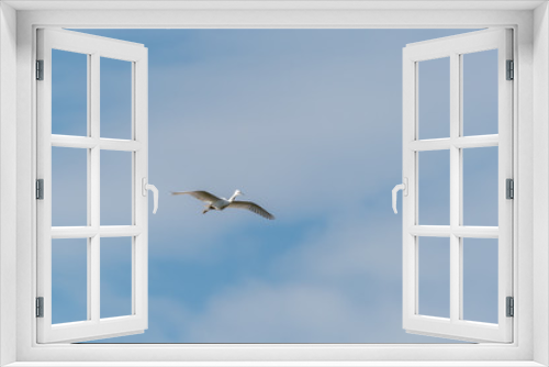 Fototapeta Naklejka Na Ścianę Okno 3D - Little Egret (Egretta garzetta)