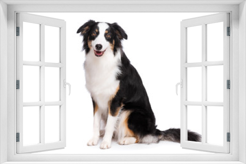 Fototapeta Naklejka Na Ścianę Okno 3D - Portrait of cute young Australian Shepherd dog sitting on floor, isolated on white background. Beautiful adult Aussie, frontal and looking at camera.