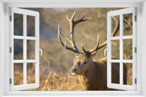 Fototapeta Naklejka Na Ścianę Okno 3D - Red deer (Cervus elaphus)