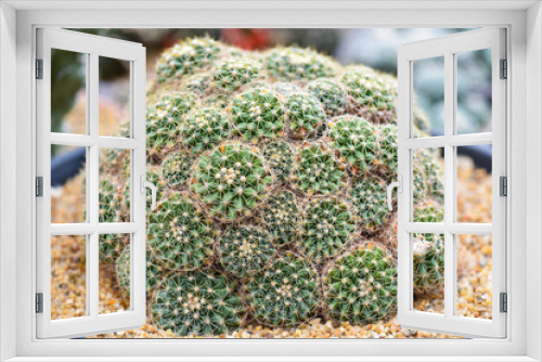 Fototapeta Naklejka Na Ścianę Okno 3D - Macro closeup of green cactus in a pot. Selective focus.