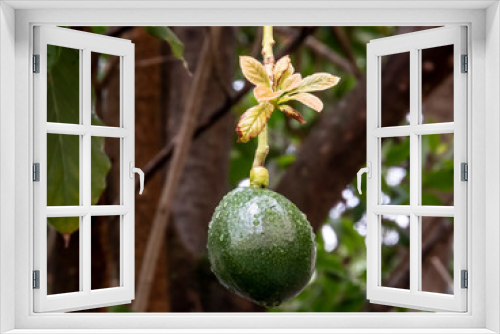 Fototapeta Naklejka Na Ścianę Okno 3D - avocado tree after rain in Brazil, Brazilian tropical fruit