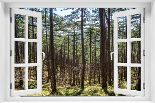 Fototapeta Naklejka Na Ścianę Okno 3D - spring forest background 
