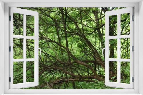 Fototapeta Naklejka Na Ścianę Okno 3D - ARMS OF A TREE