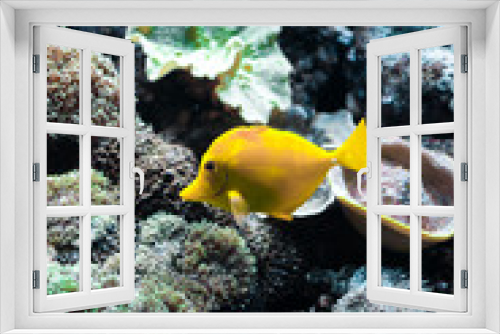 Fototapeta Naklejka Na Ścianę Okno 3D - Pez amarillo nadando