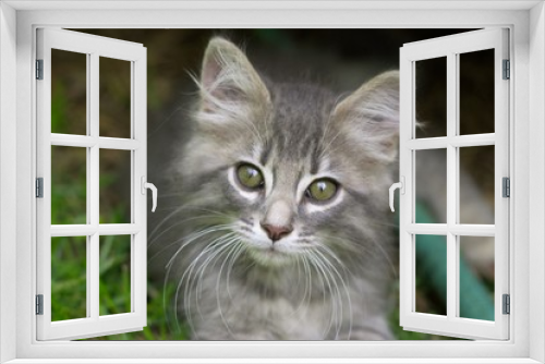 Fototapeta Naklejka Na Ścianę Okno 3D - cute cat