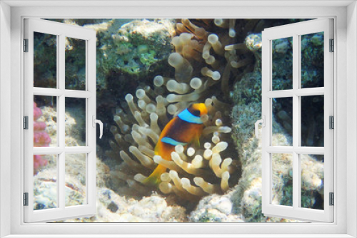 Fototapeta Naklejka Na Ścianę Okno 3D - orange nemo clown fish