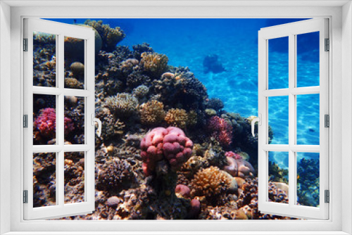 Fototapeta Naklejka Na Ścianę Okno 3D - color coral reef in egypt