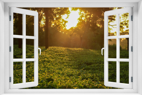 Fototapeta Naklejka Na Ścianę Okno 3D - Sunset over Tea Garden