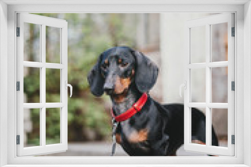 Fototapeta Naklejka Na Ścianę Okno 3D - Dachshund dog 