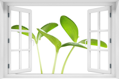 Fototapeta Naklejka Na Ścianę Okno 3D - Young plant