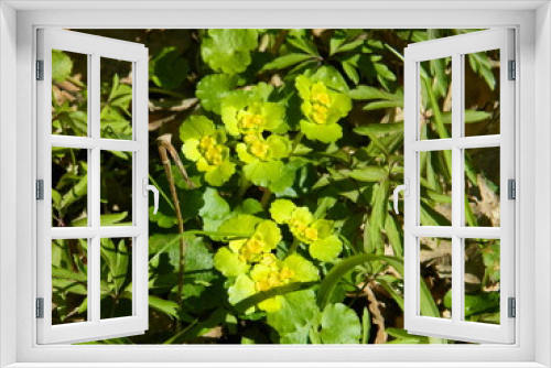Fototapeta Naklejka Na Ścianę Okno 3D - Delicate, yellow flowers in macro photography.