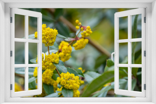 Fototapeta Naklejka Na Ścianę Okno 3D - Berberis Aquifolium and Yellow flowers