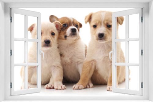 Fototapeta Naklejka Na Ścianę Okno 3D - Three beautiful puppies.