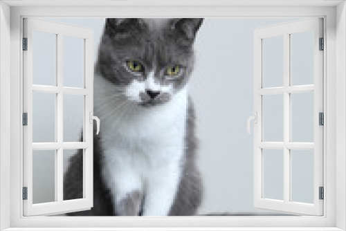 Fototapeta Naklejka Na Ścianę Okno 3D - Gray cat looks into the camera. Portrait of a cute pet.