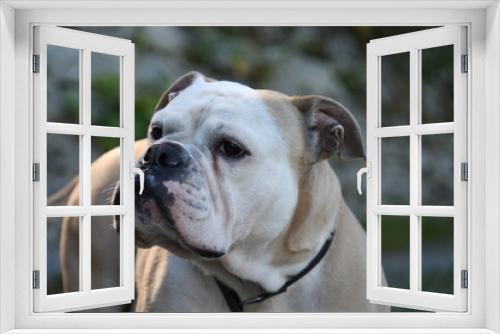 Fototapeta Naklejka Na Ścianę Okno 3D - Portrait einer engl. Bulldogge - Portrait of an english bulldog