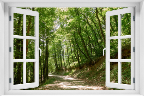 Fototapeta Naklejka Na Ścianę Okno 3D - Dirt road in dense green forest