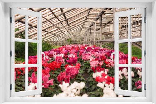Fototapeta Naklejka Na Ścianę Okno 3D - Many blooming flowers in greenhouse, closeup view. Home gardening