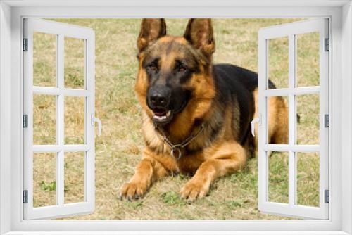 Fototapeta Naklejka Na Ścianę Okno 3D - Laying german shepherd dog