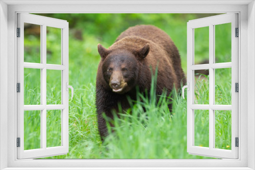 Fototapeta Naklejka Na Ścianę Okno 3D - Young Black Bear in Minnesota wilderness