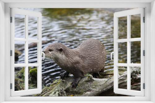 Fototapeta Naklejka Na Ścianę Okno 3D - Oriental small clawed otter