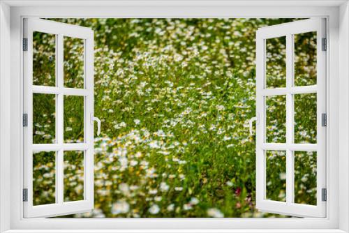 Fototapeta Naklejka Na Ścianę Okno 3D - beautiful meadow with blooming flowers in sunny day