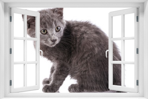 Fototapeta Naklejka Na Ścianę Okno 3D - Homeless gray kitten. Isolated on a white background