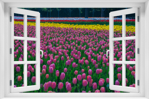 Fototapeta Naklejka Na Ścianę Okno 3D - field of tulips