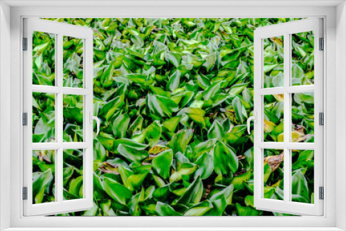 Fototapeta Naklejka Na Ścianę Okno 3D - background of green leaves